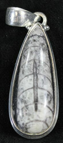 Fossil Orthoceras Pendant - Sterling Silver #23969